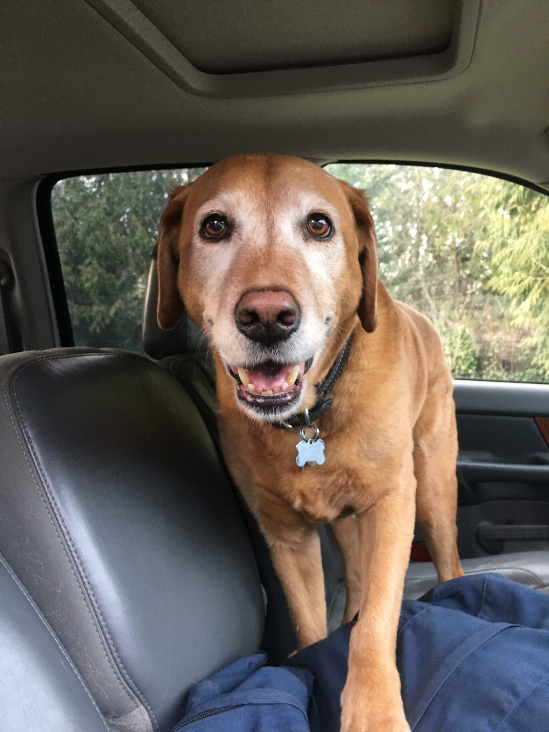 A brown dog with puppy eyes smiles as they stand in the back seat of a car. 