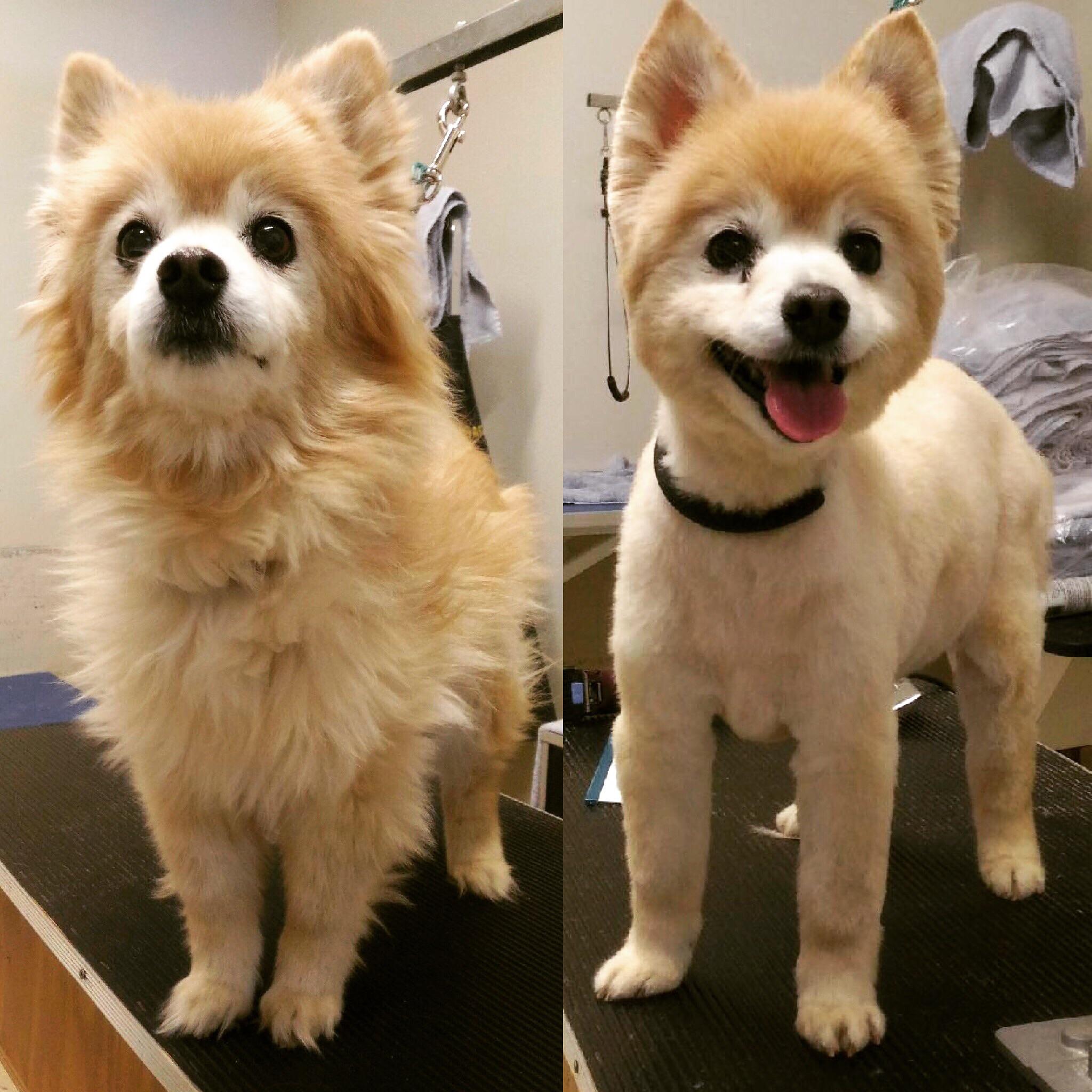 A two-photo collage. The first shows a small, fluffy, golden dog. The second photo shows that same dog after a haircut, revealing just how small she is.