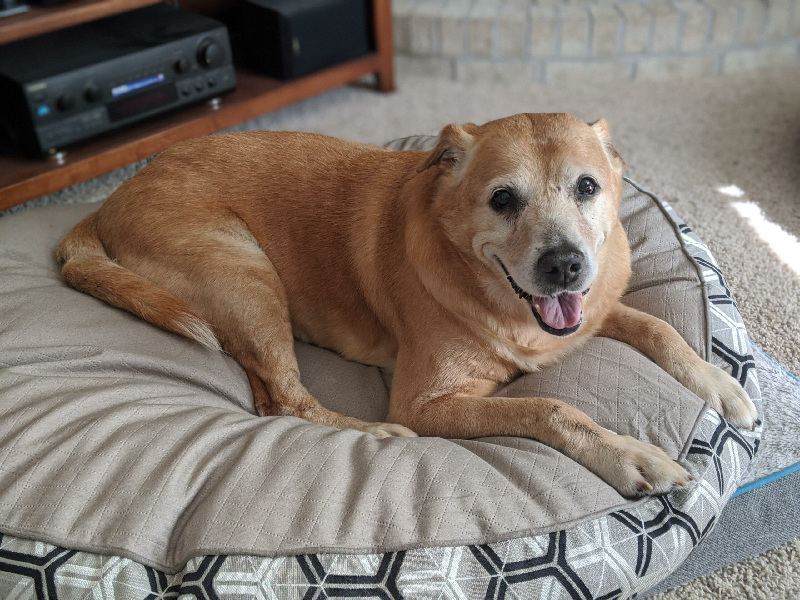 A large brown dog smiles as she lays on a dog bed.