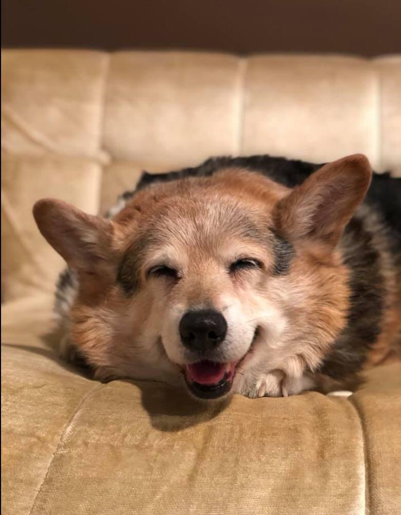 A brown and black corgi lays on a couch as she smiles so big that she's squinting. 
