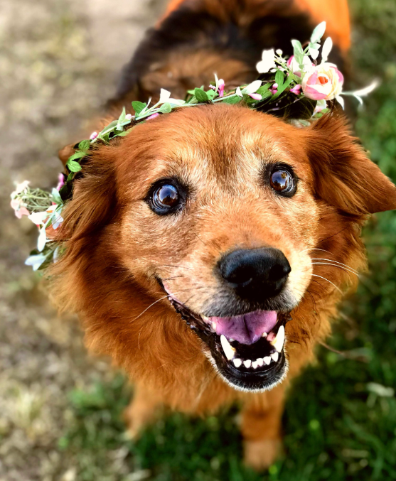 A brown dog with puppy eyes looks up and smiles as she wears a pink flower crown.