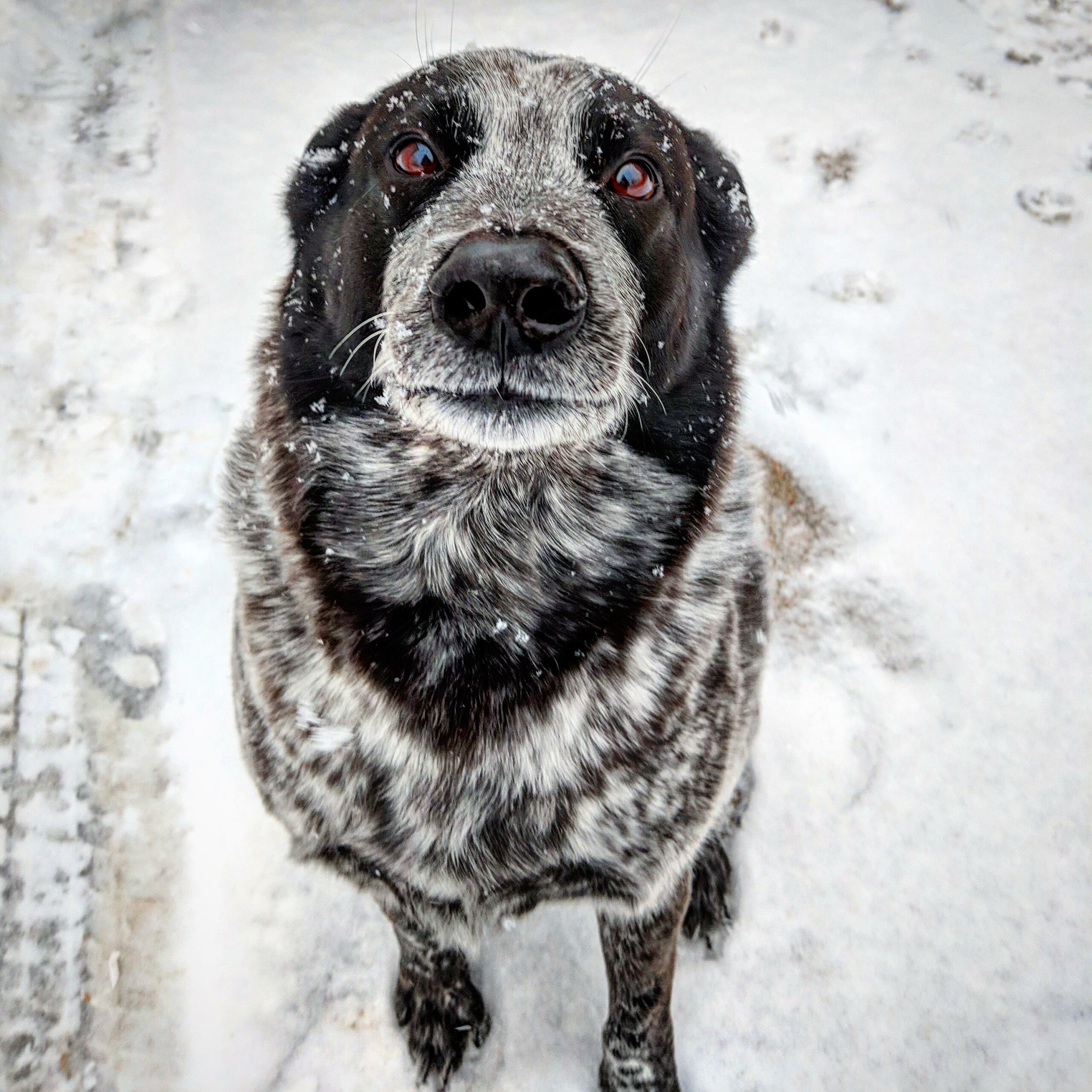 A black and white dog sits in the snow, looking up at the person taking the photo with puppy eyes.