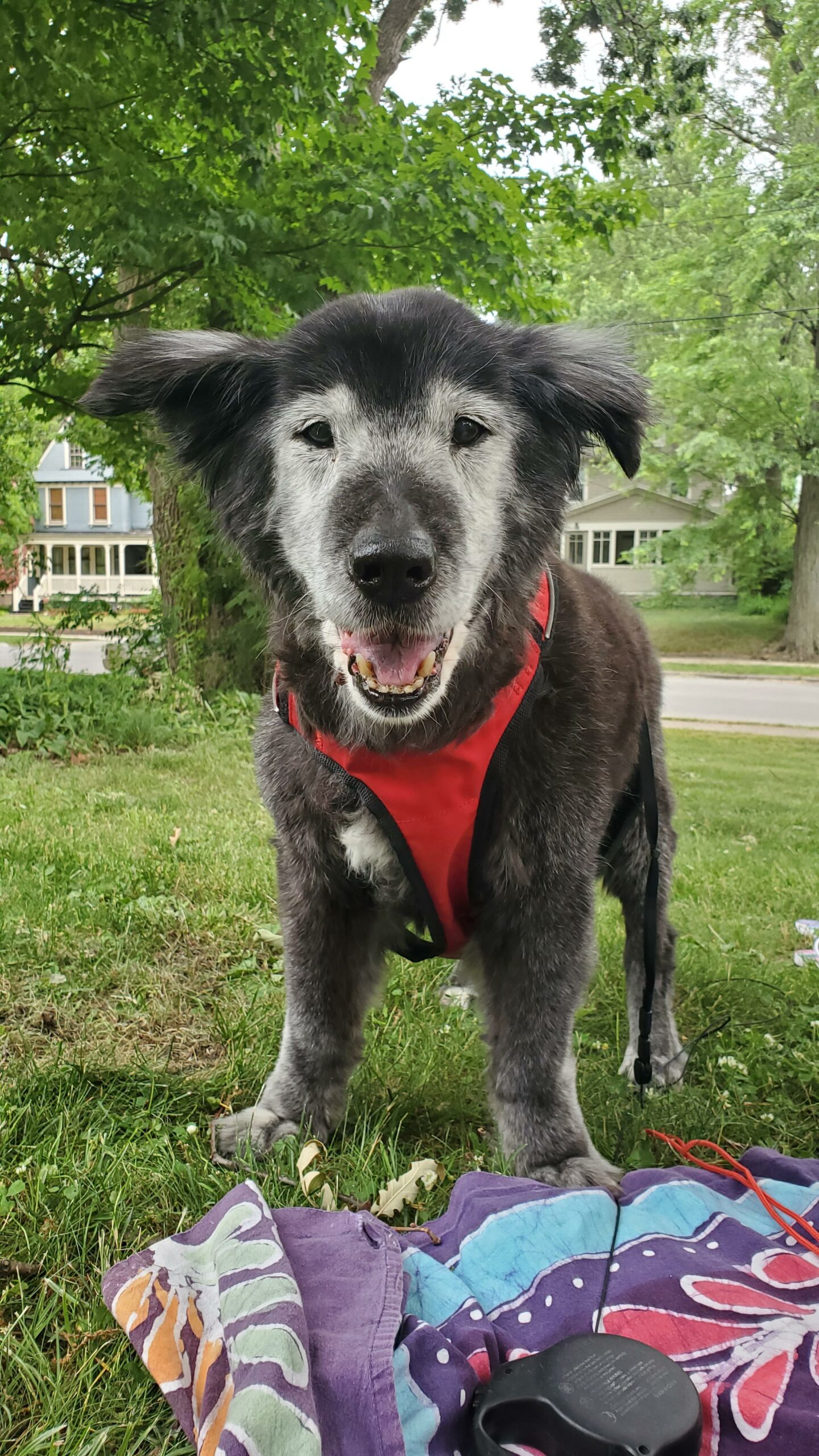 A black and grey dog smiles as she stands outside on the front yard.
