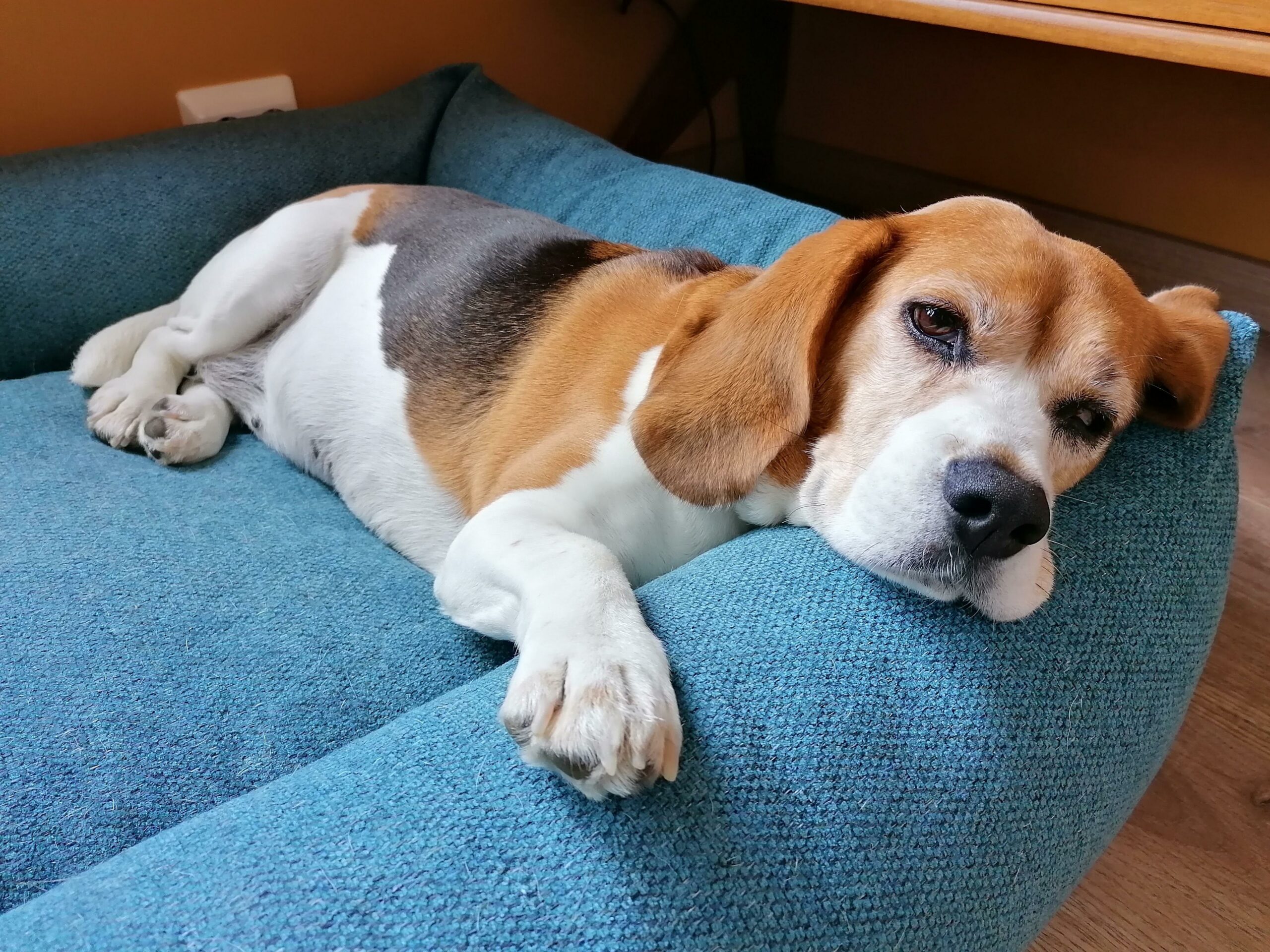 A tired beagle sleepily lays on a dog bed.