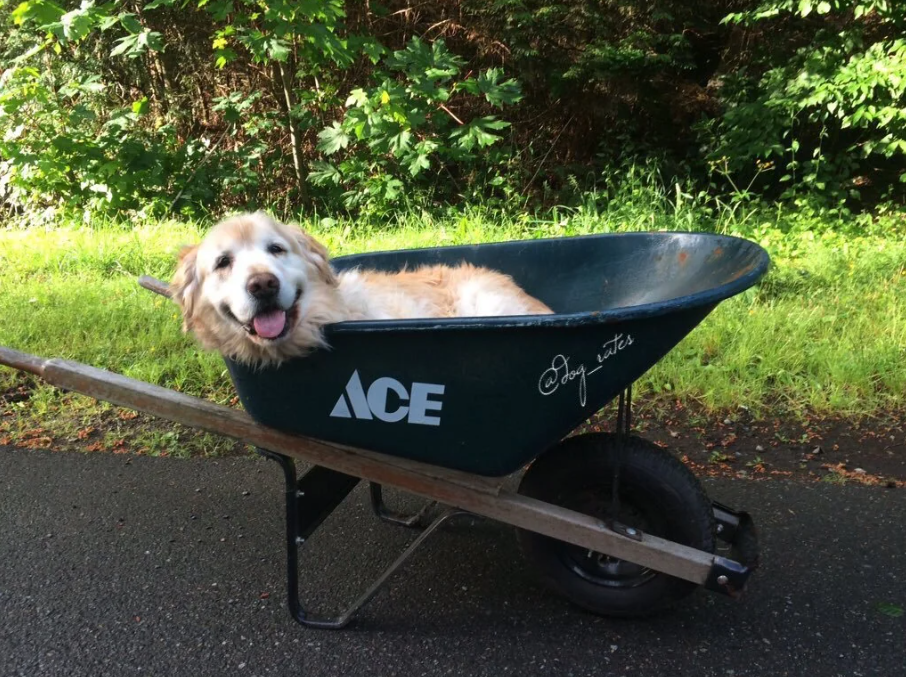 A golden retriever happily smiles with her tongue out as she lays in a wheelbarrow.