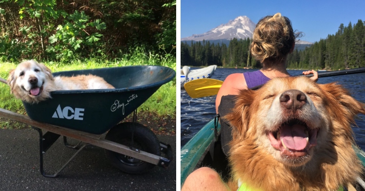 A two-photo collage. The first shows a golden retriever happily smiling with her tongue out as she lays in a wheelbarrow. The second photo shows a smiling dog sitting with her eyes closed and mouth open on a canoe with trees and a large mountain in the distance.