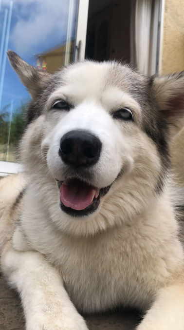Close up of a large, fluffy grey and white dog smiling. 