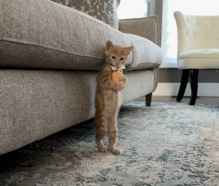 orange cat standing straight up