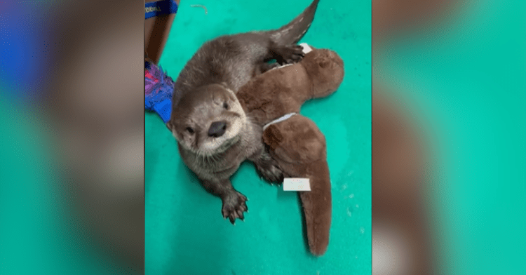 otter with otter stuffed animal
