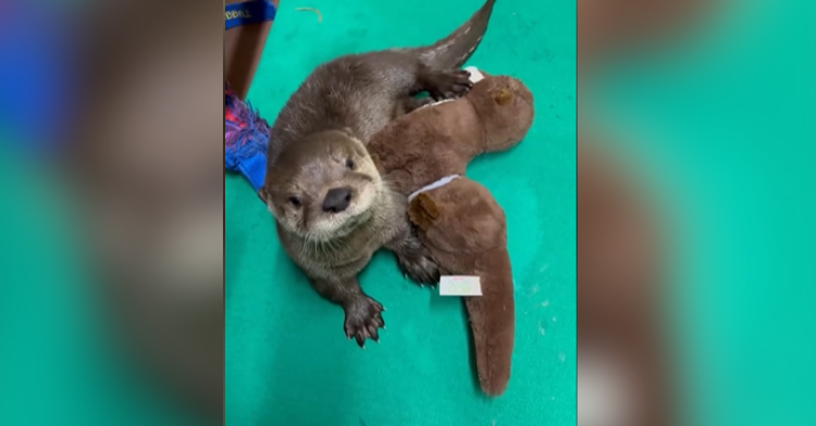 Adorable Orphaned Otter Pup Gets Safe New Life Thanks To Zoo! – InspireMore