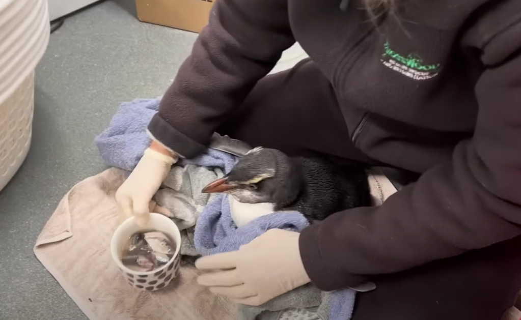 tawaki penguin in care