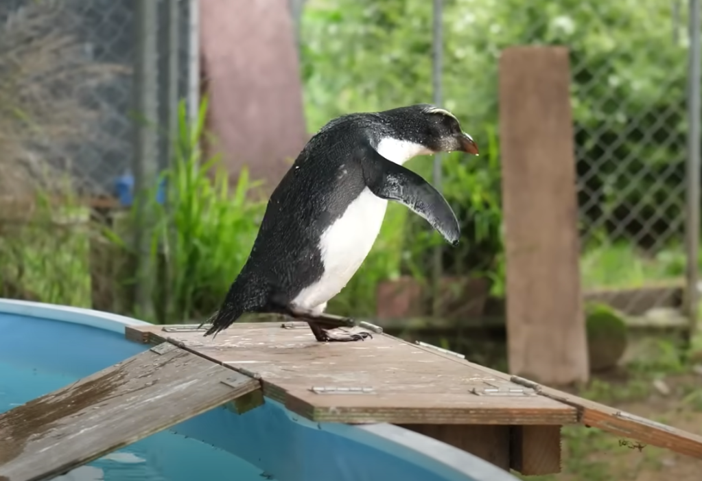 tawaki penguin at wildlife rehab