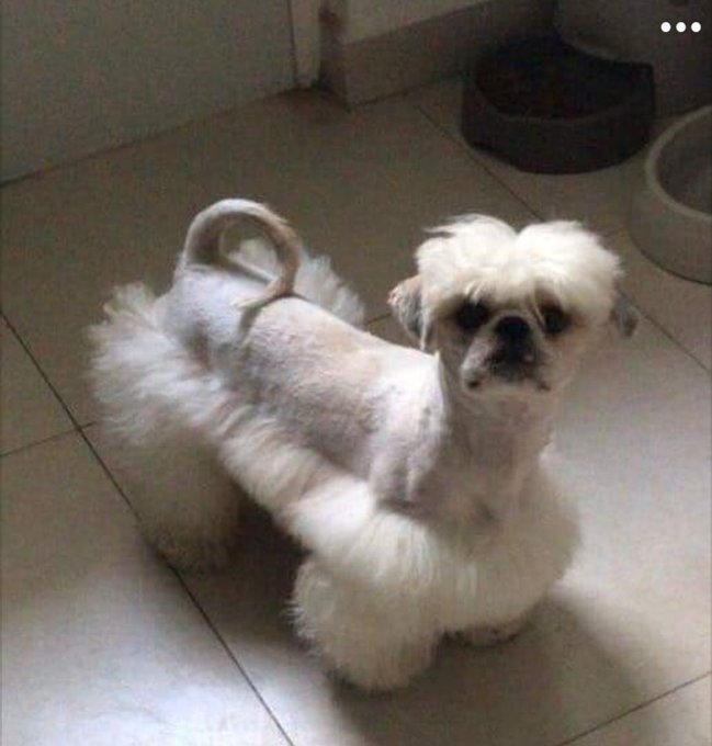 white dog with fur shaved off the top part of body but not the bottom.