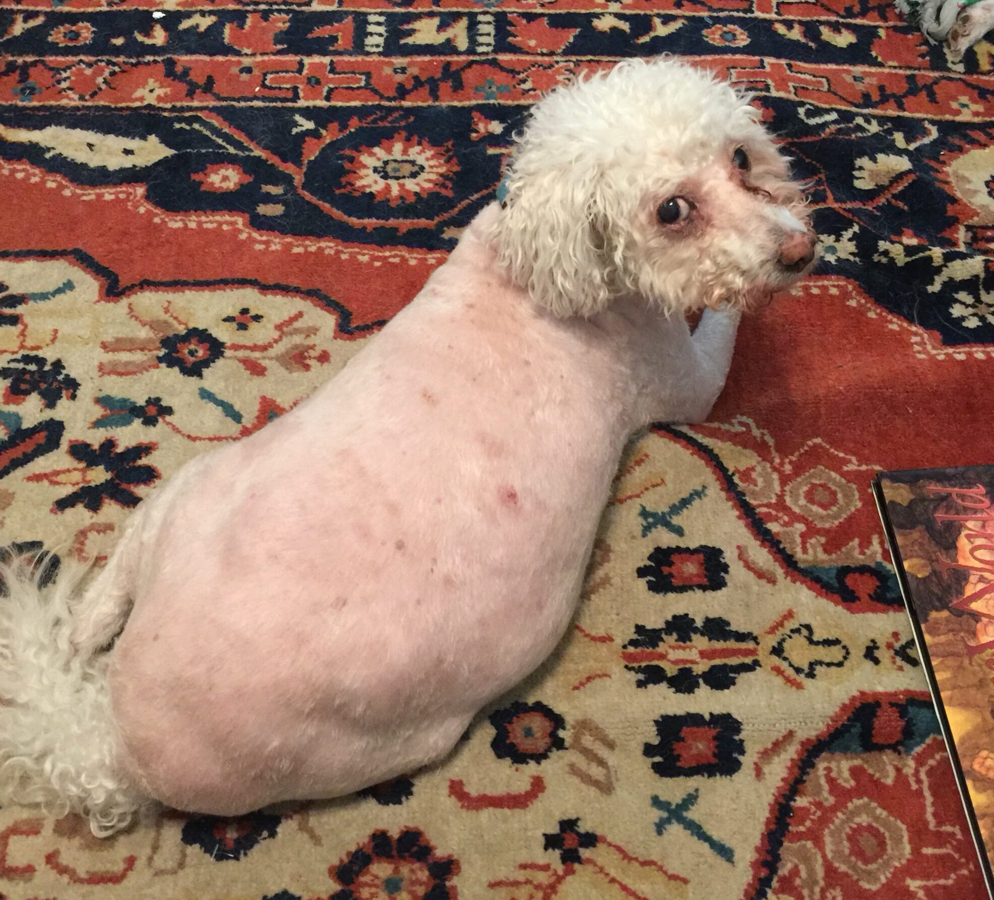 white dog whose body has been shaved to the skin.