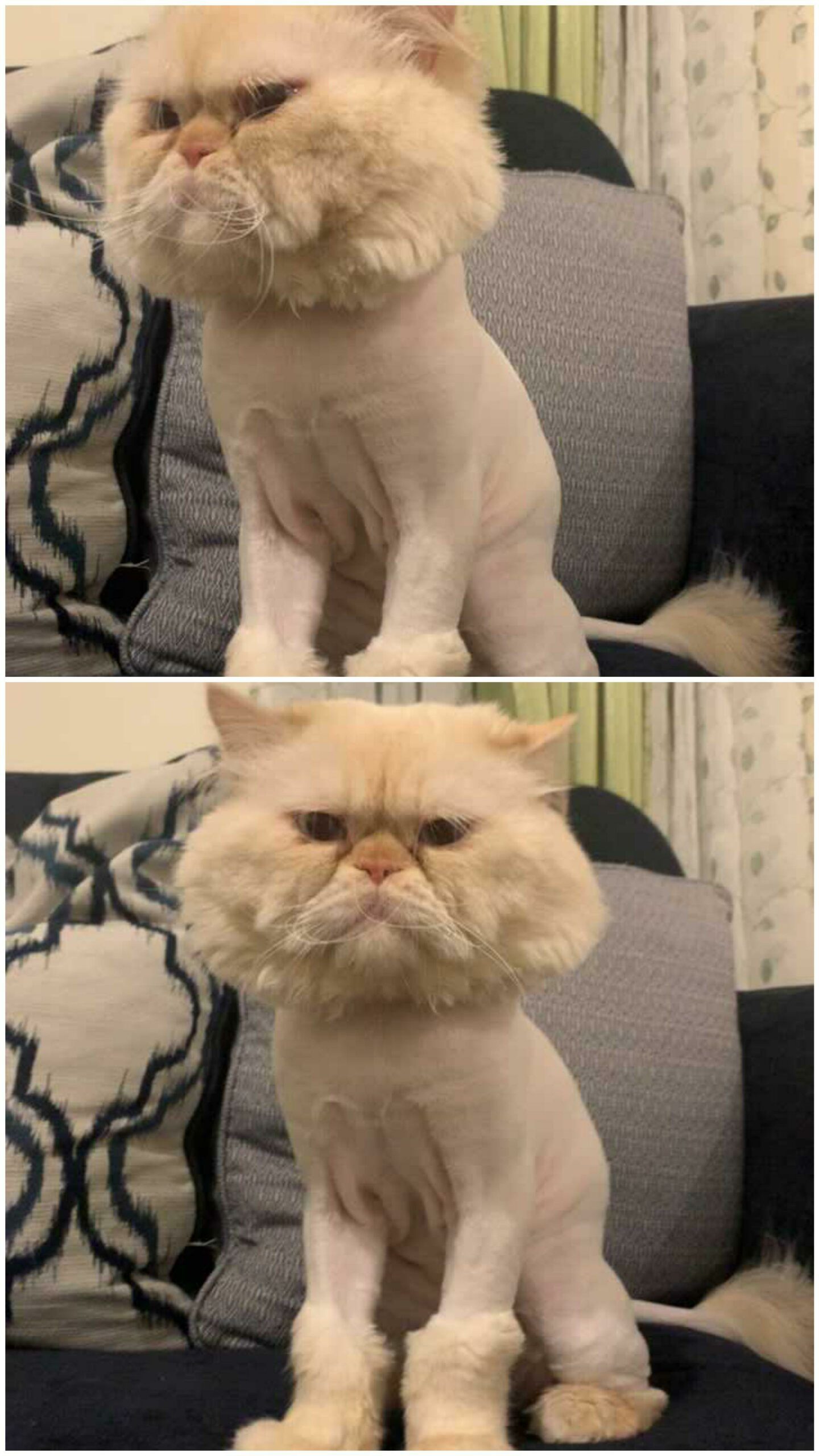 angry-looking cat with only body shaved.