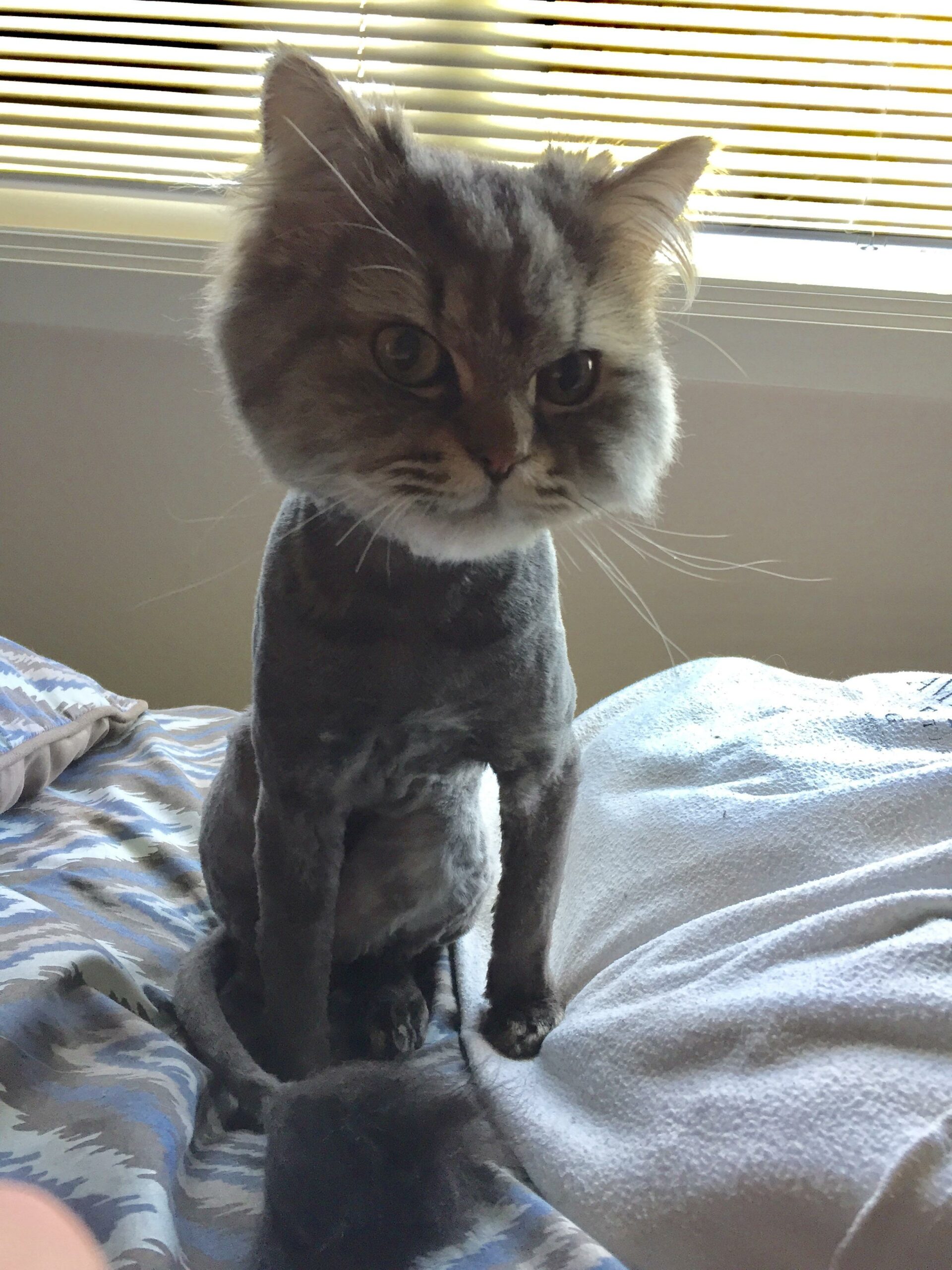 cat with body shaved by head left big and furry