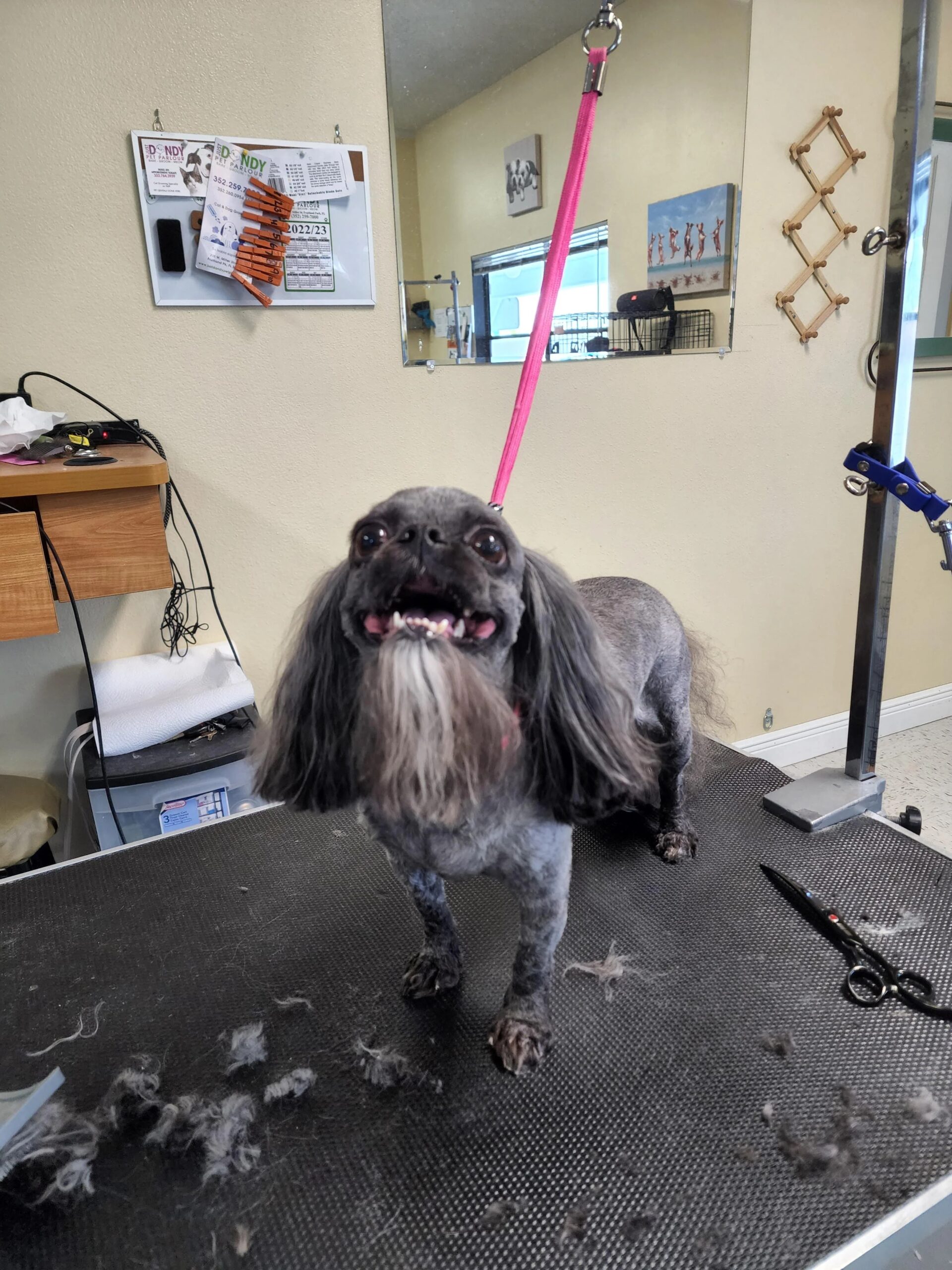 gray dog on grooming table with long beard.