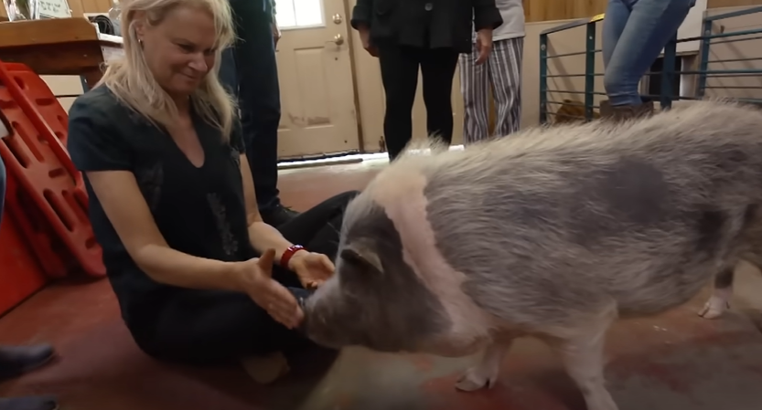 After living at Ross Mill Farm, Nigel the pig is much healthier. 