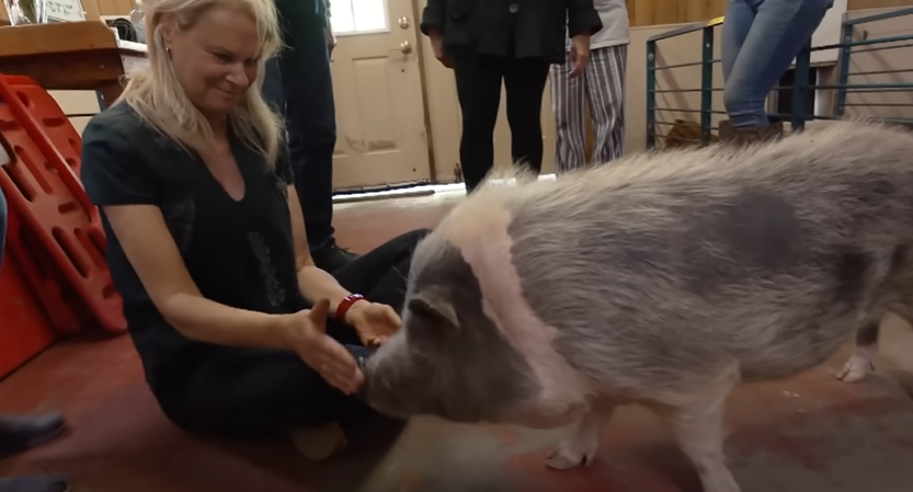 After living at Ross Mill Farm, Nigel the pig is much healthier.