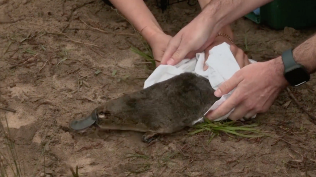 platypus release