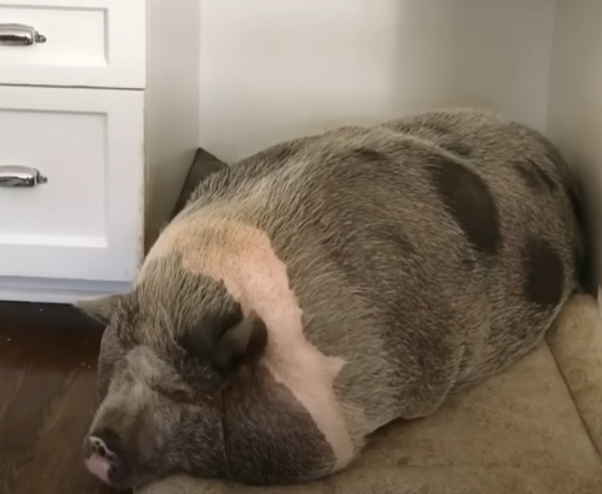 Nigel the potbellied pig became dangerously overweight.