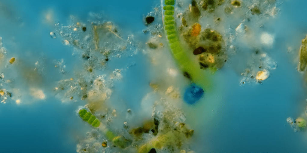 microscopic organisms in puddle