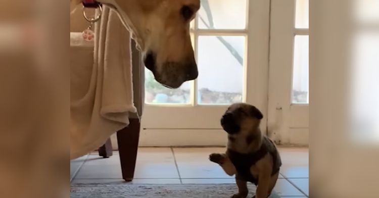This tiny puppy found a new mom.