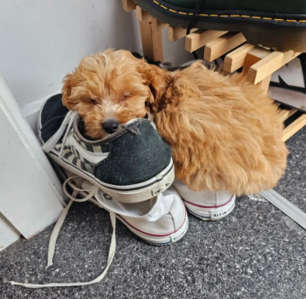 puppy sleeps in sneakers.
