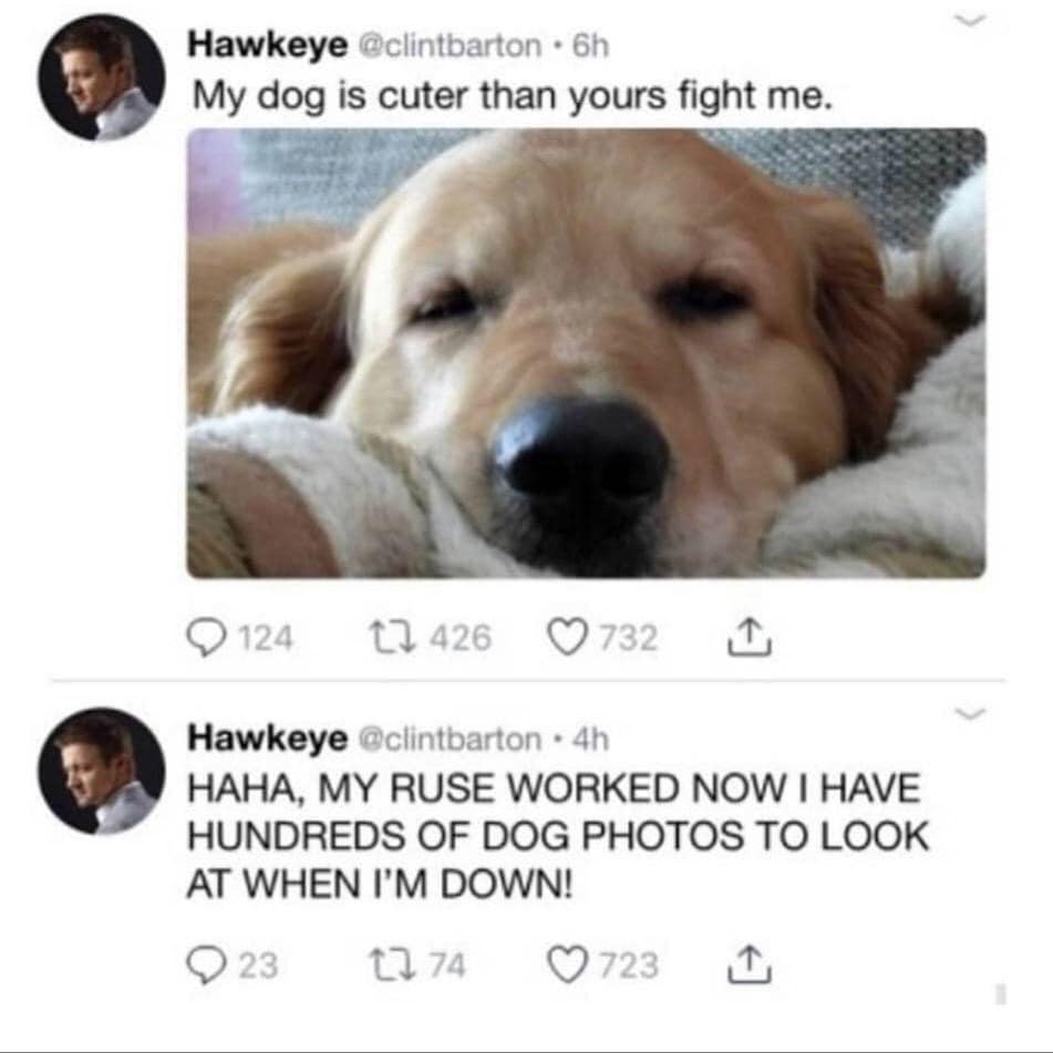 cute dog picture