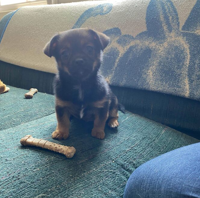 puppy with big bone