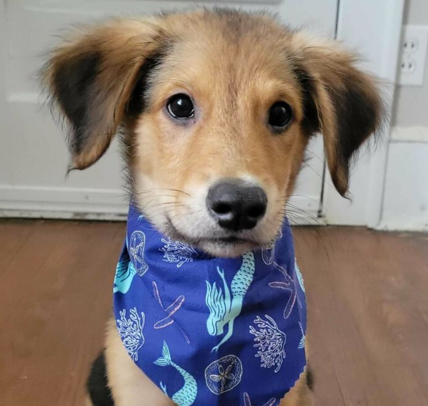 puppy with mermaid bandana