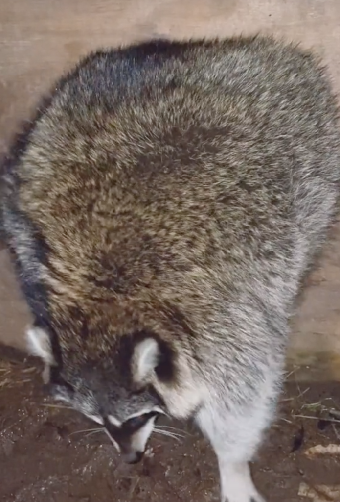obese raccoon