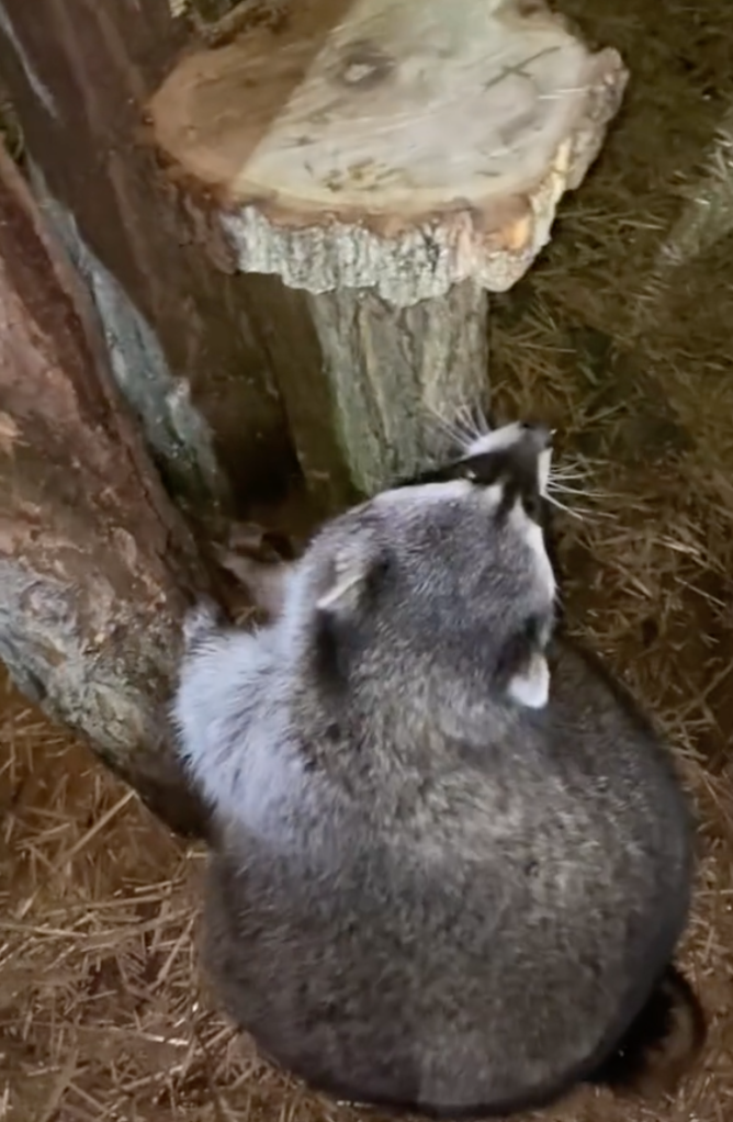 obese raccoon can't climb