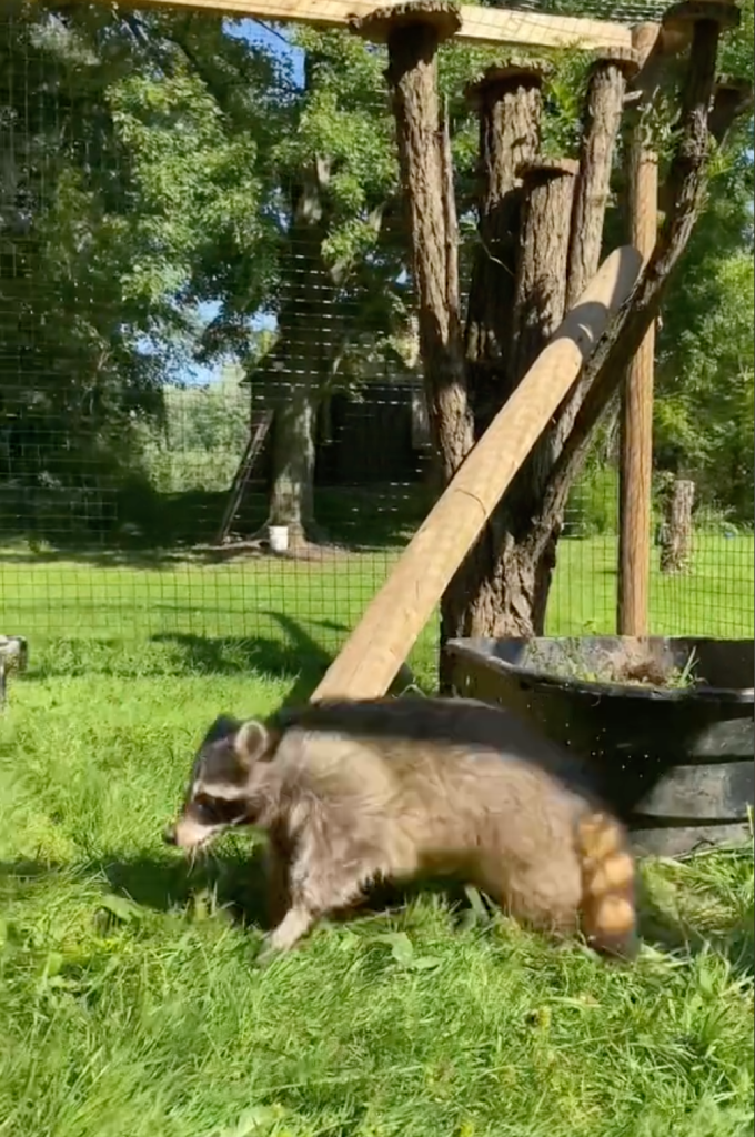 raccoon zoomies