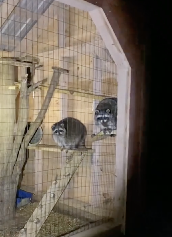 obese raccoons climbing