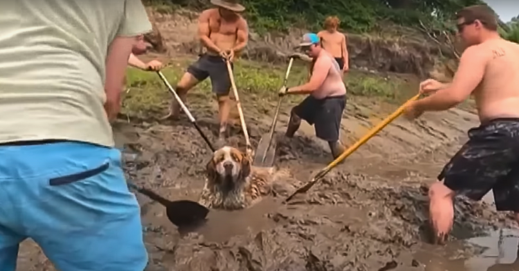 Men rescue dog from mud with oars.