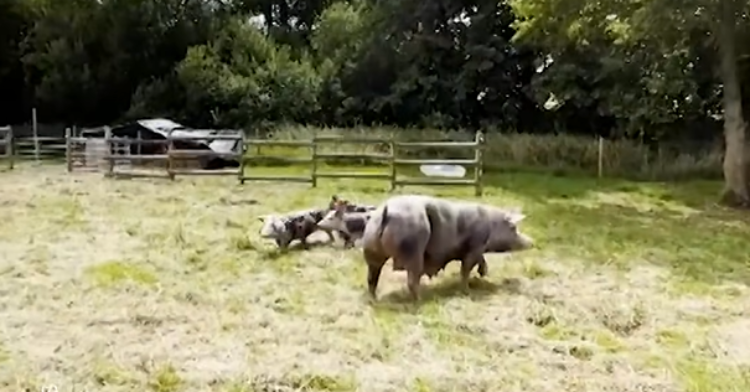 Rescued pig family.