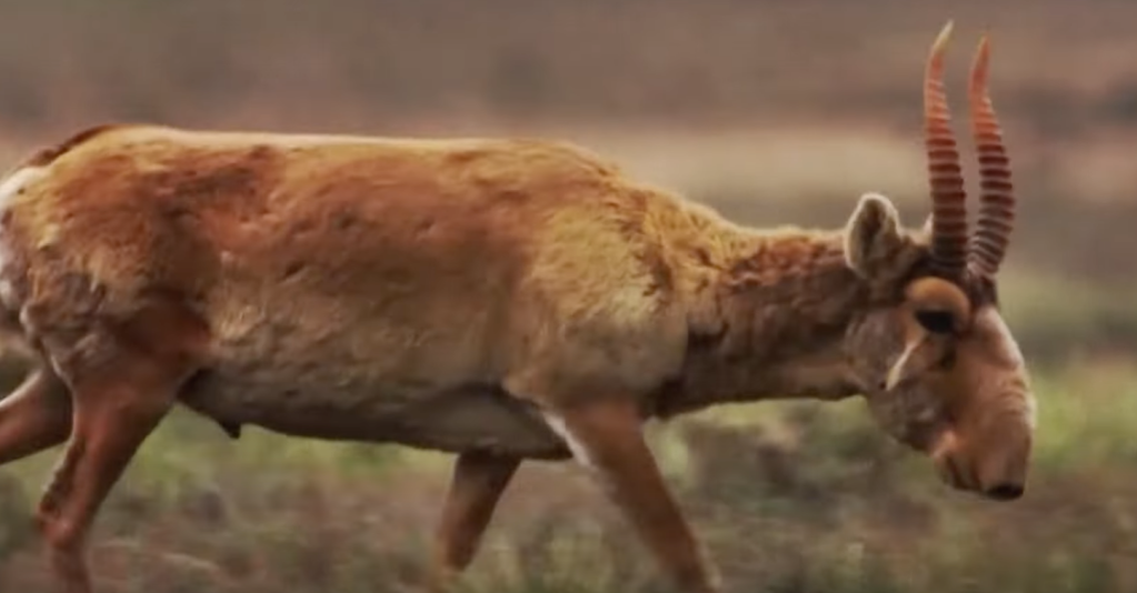 saiga antelope