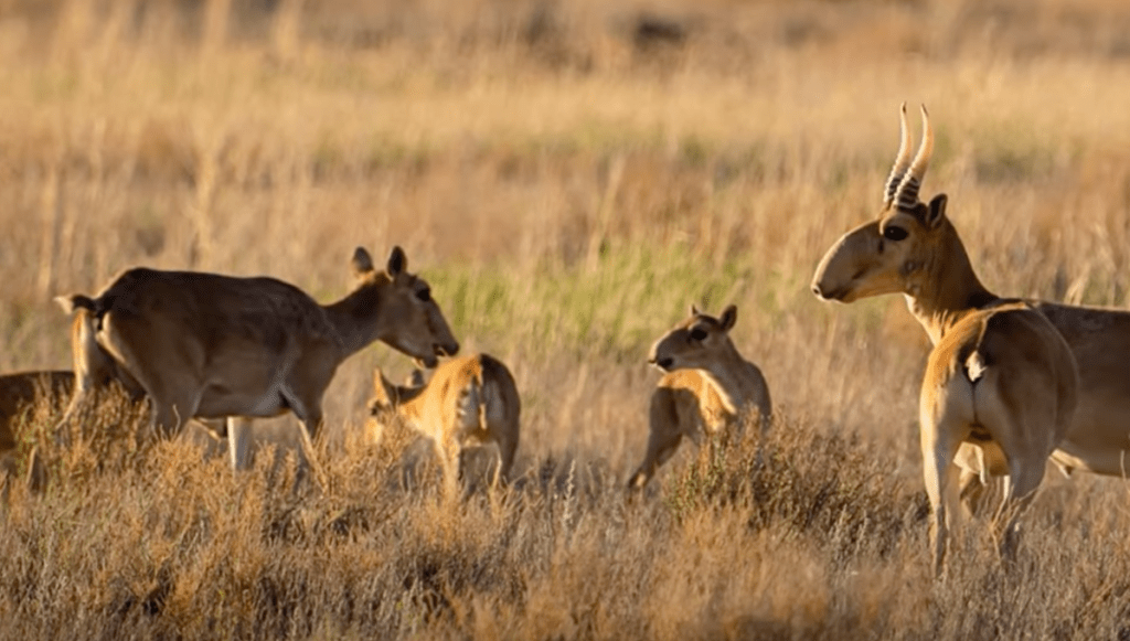 saiga antelopes