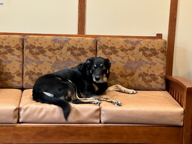 A dog took up residence in a nursing home lobby.