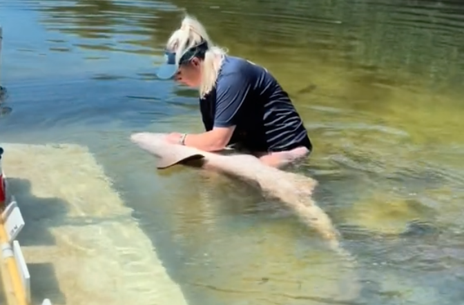 nurse shark training