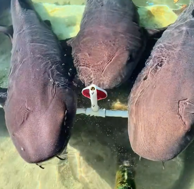 nurse shark target training