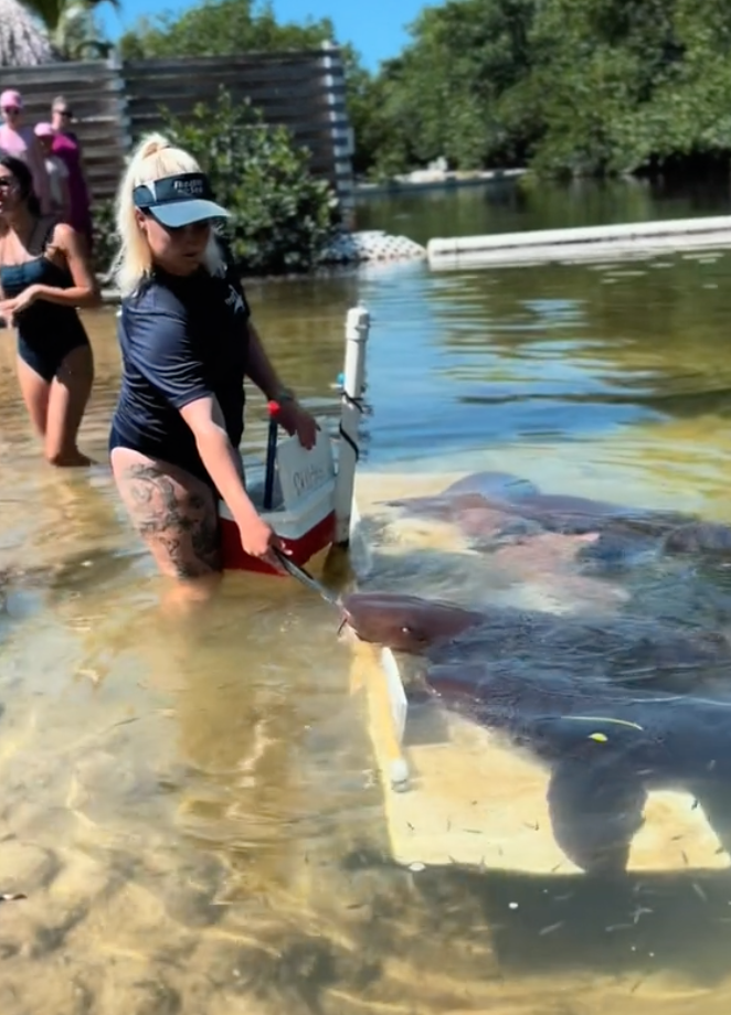 nurse shark training session