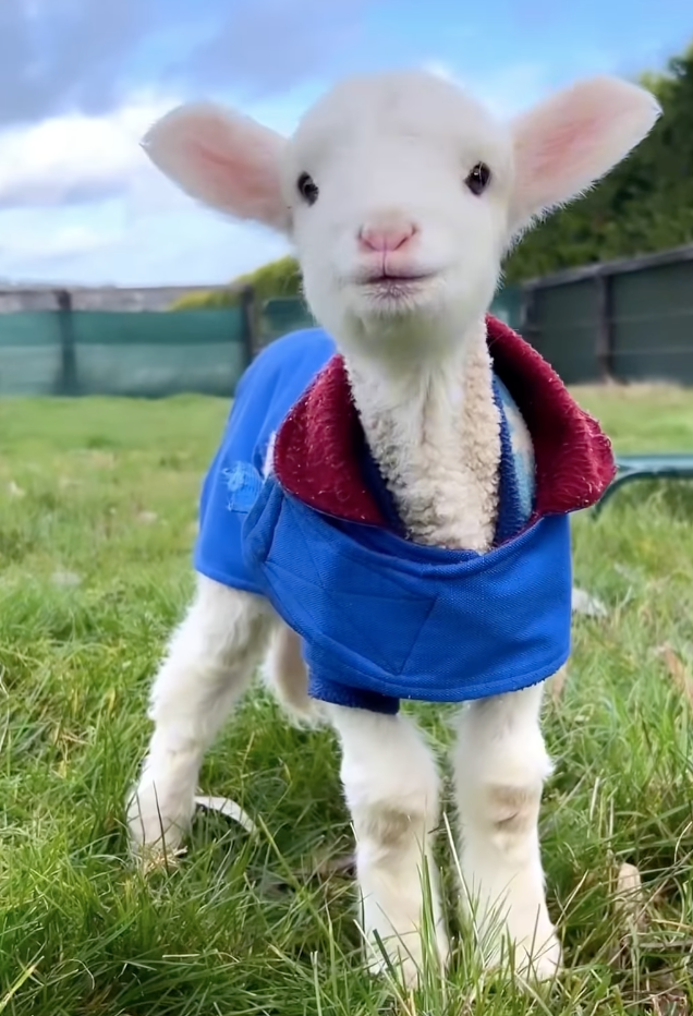 baby sheep