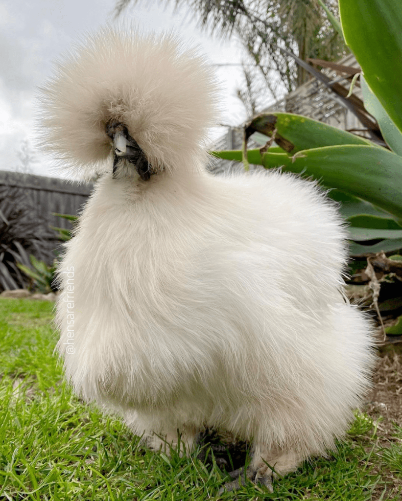silkie chicken breed