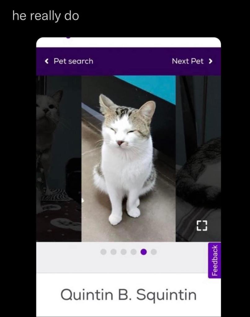 cat with squinty eyes