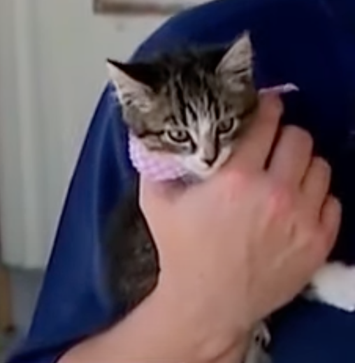 skiddy the kitten