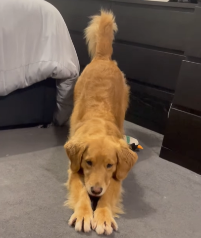 This golden retriever put a pause on playtime to help her owner.