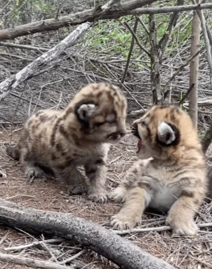 feisty mountain lion cub
