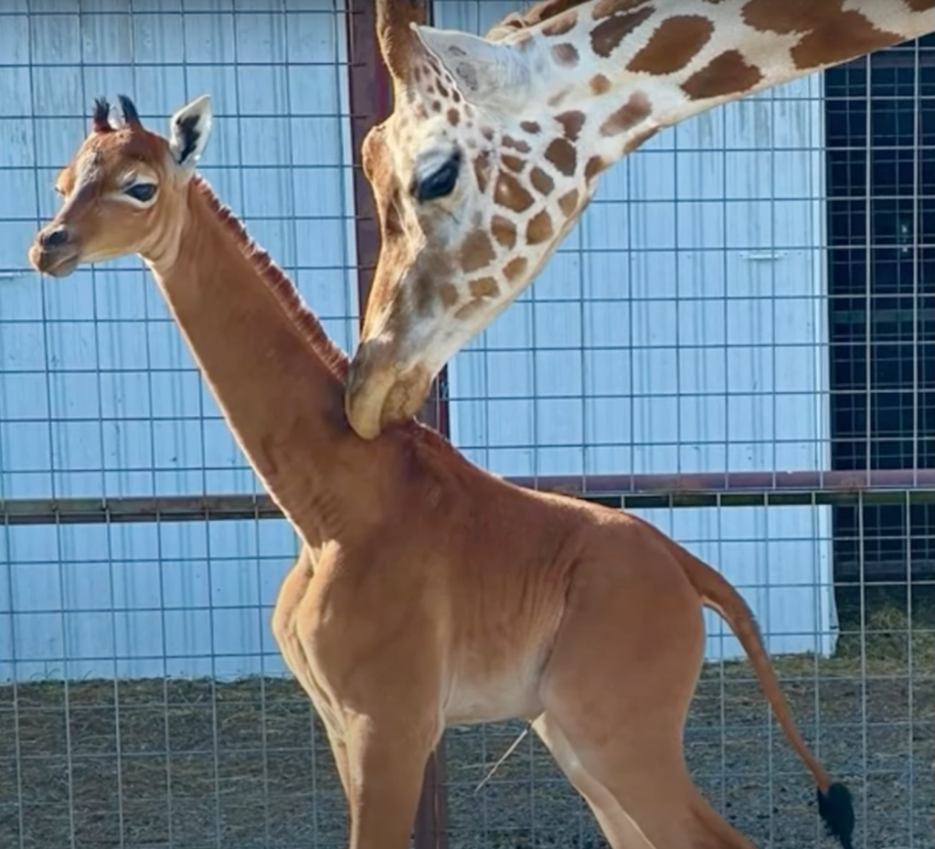 A Once-In-A-Lifetime Baby: Giraffe Born With No Spots At Tennessee Zoo
